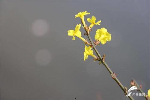 春春草在线观看,在线观看,探寻青春的绿色篇章  第2张 春春草在线观看,在线观看,探寻青春的绿色篇章  第2张