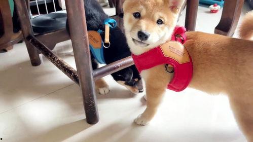 爆料狗狗打架视频播放大全,火爆打架视频大盘点  第2张 爆料狗狗打架视频播放大全,火爆打架视频大盘点  第2张