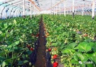 大棚草莓爆料视频大全,视频大全带你领略草莓种植全过程  第2张 大棚草莓爆料视频大全,视频大全带你领略草莓种植全过程  第2张
