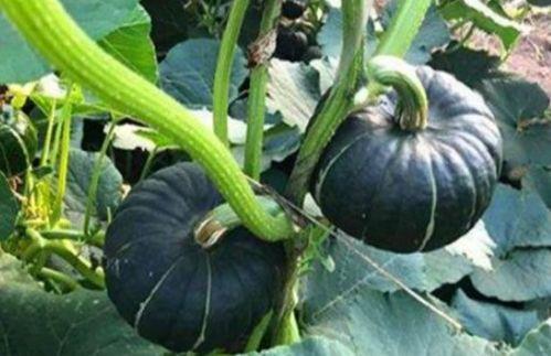 网红界的吃瓜是谁,揭秘娱乐圈幕后真相  第3张 网红界的吃瓜是谁,揭秘娱乐圈幕后真相  第3张