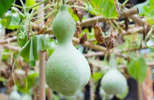 吃葫芦瓜视频素材下载免费,免费下载视频,解锁家常烹饪秘诀  第2张 吃葫芦瓜视频素材下载免费,免费下载视频,解锁家常烹饪秘诀  第2张